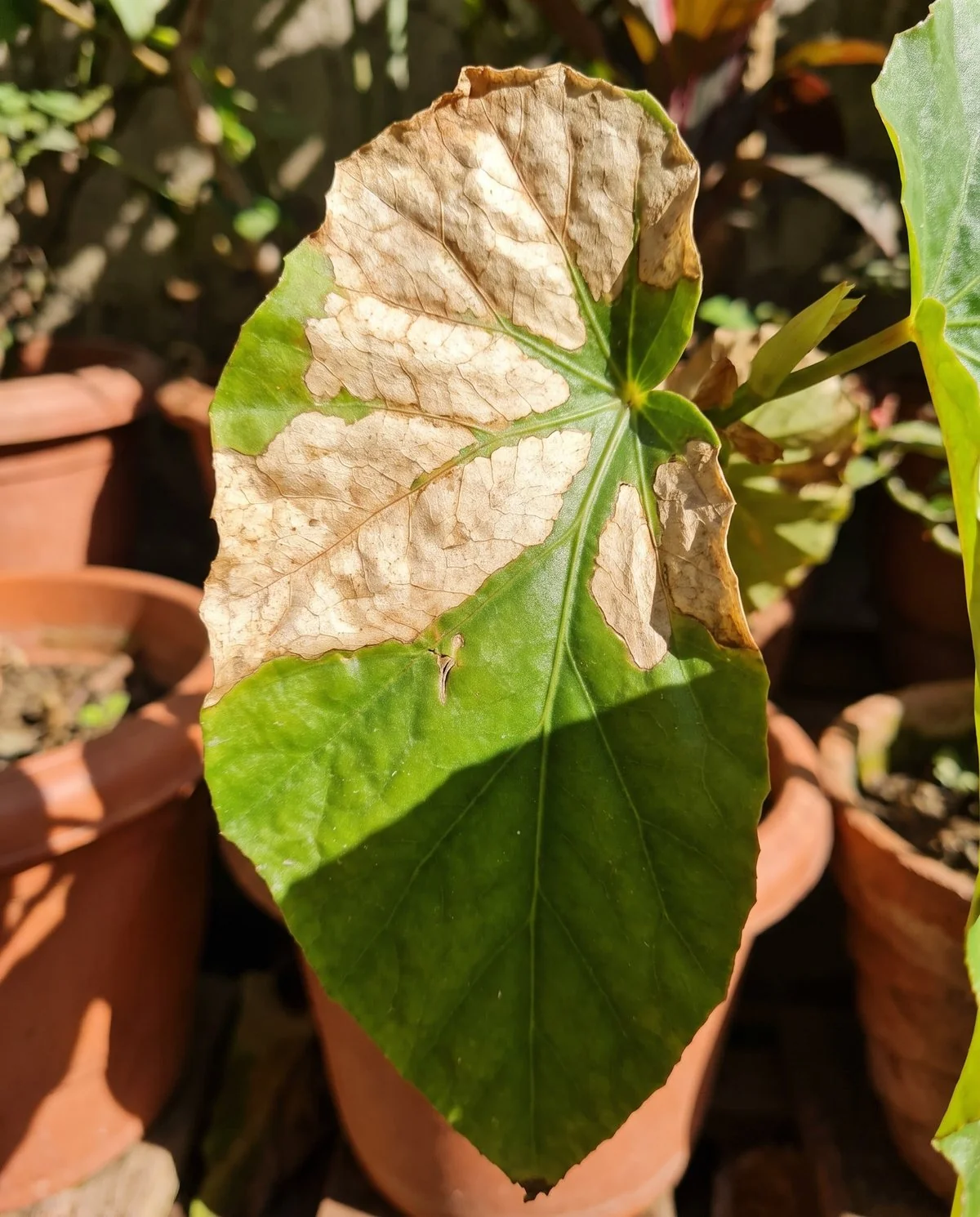 A begonia leaf with crisp brown scorched patches on the side that faced direct sun, the shaded half still green