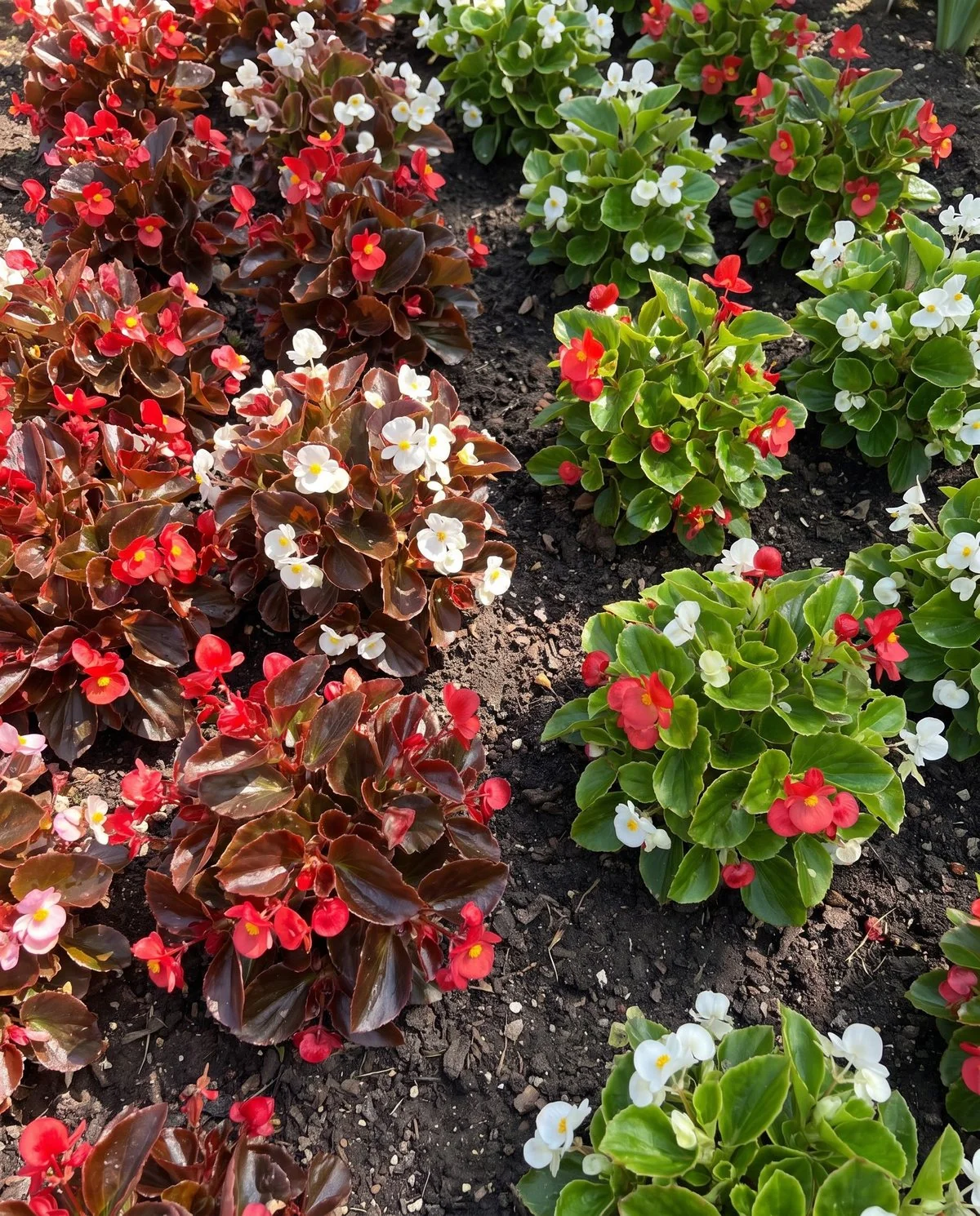 A dense bedding planting of wax begonias in flower, low mounds of glossy bronze and green leaves under small red and white blooms