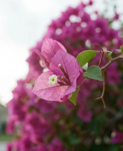 bougainvillea gallery bract macro true flower