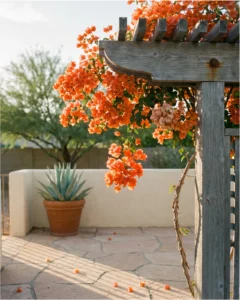 bougainvillea gallery pergola orange patio