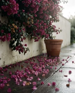 bougainvillea gallery rain bracts dropped