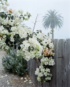 bougainvillea gallery white fence coastal