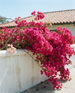 Magenta bougainvillea in full bloom spilling over a white stucco wall in bright Southern California light