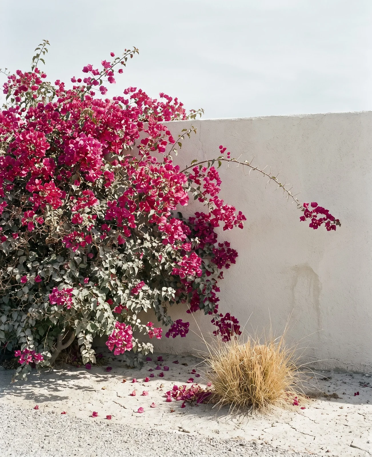 A bougainvillea in a heavy bract flush on a dry sunny wall with dust on the leaves in late spring