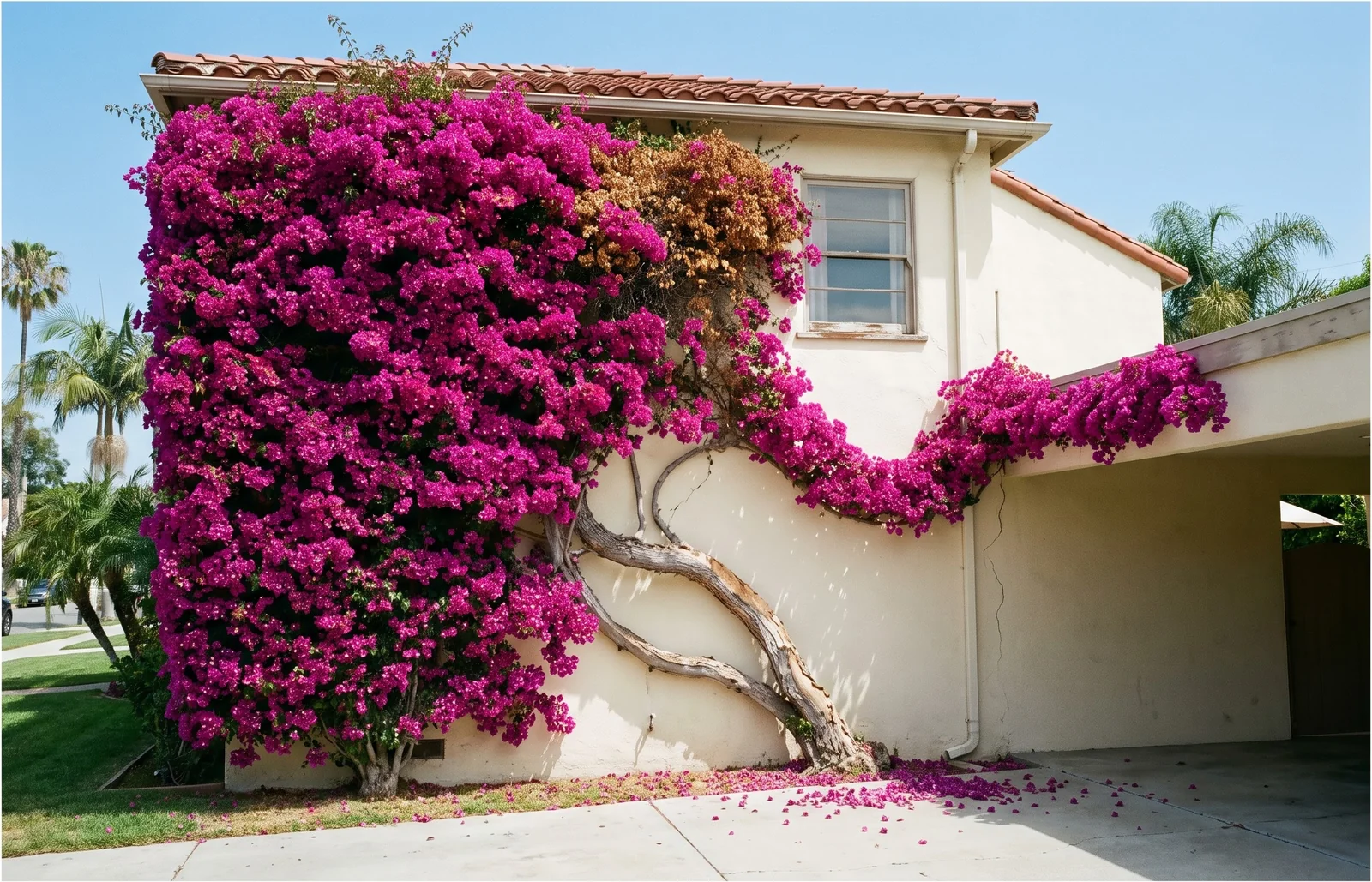 Wide view of a mature bougainvillea covering the whole side of a two-story stucco house in magenta