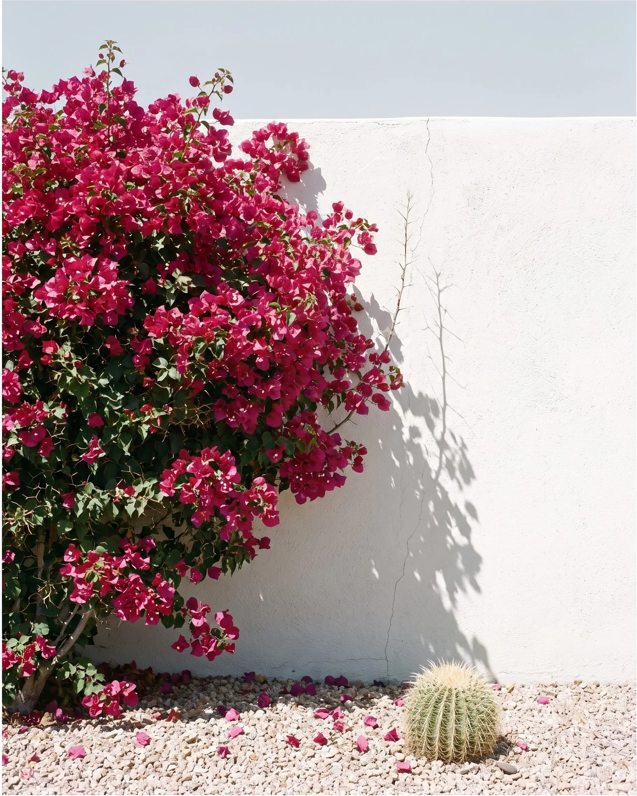 A bougainvillea in full bloom on a south-facing white wall in hard midday sun with a sharp shadow