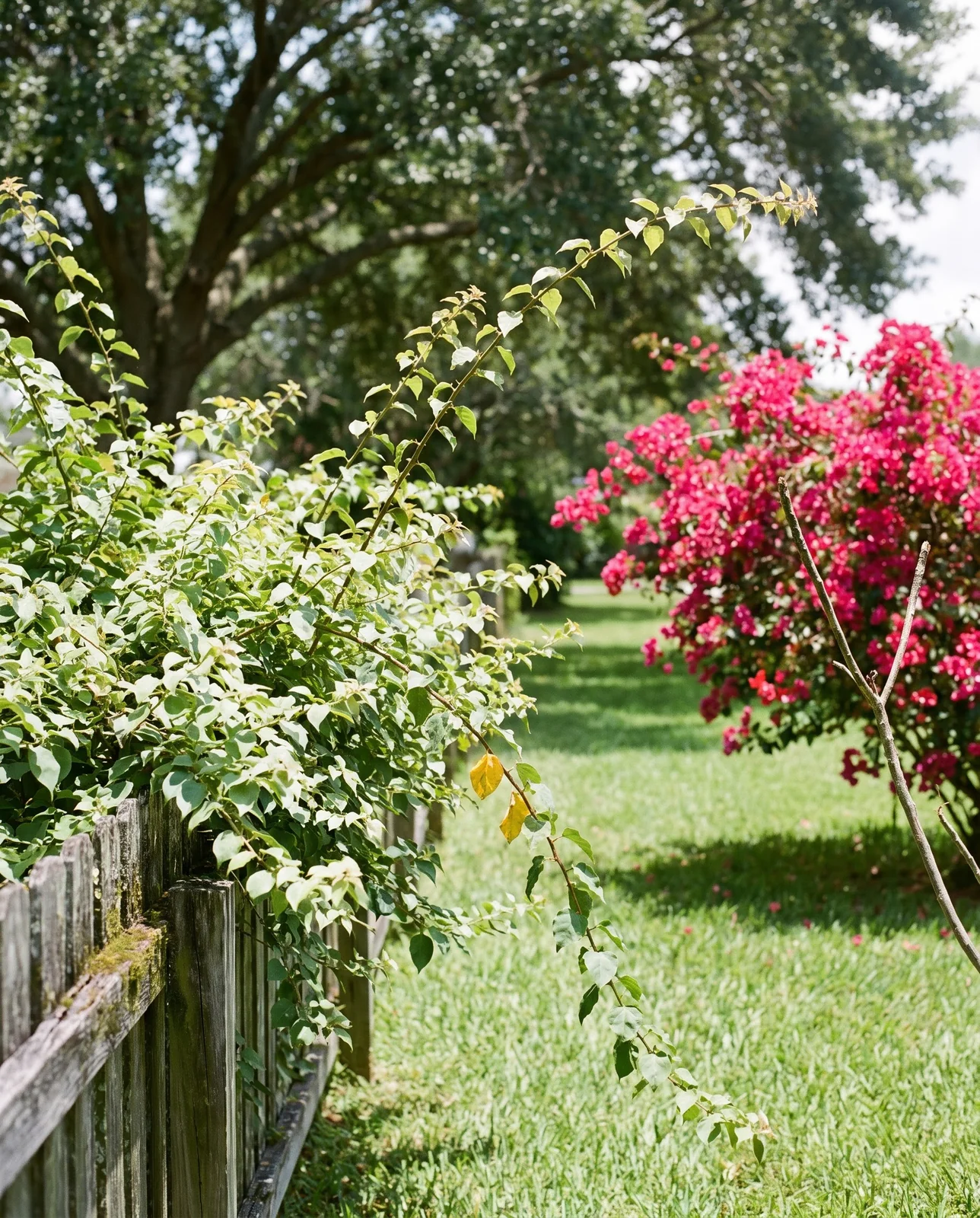 A lush all-green bougainvillea with no bracts growing in the shade of a tree beside a sunny blooming one