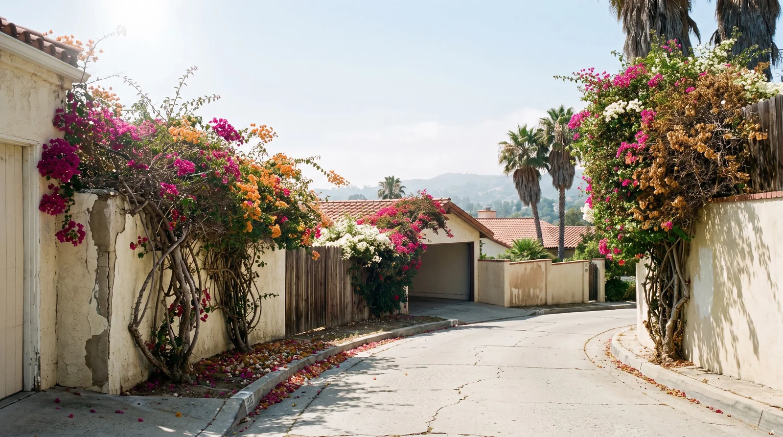 Wide view of a Southern California hillside street with bougainvillea in several colors over walls and fences