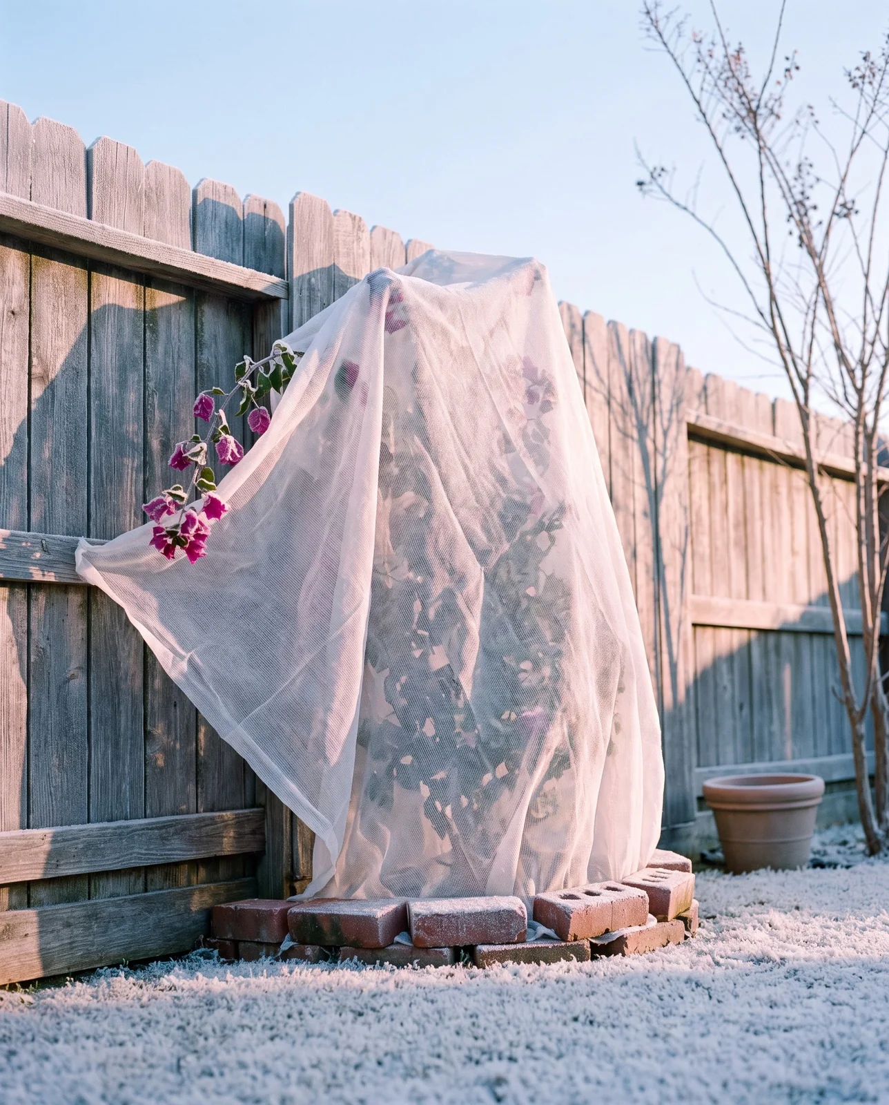 A bougainvillea on a fence covered with white frost cloth on a cold clear morning with frost on the lawn
