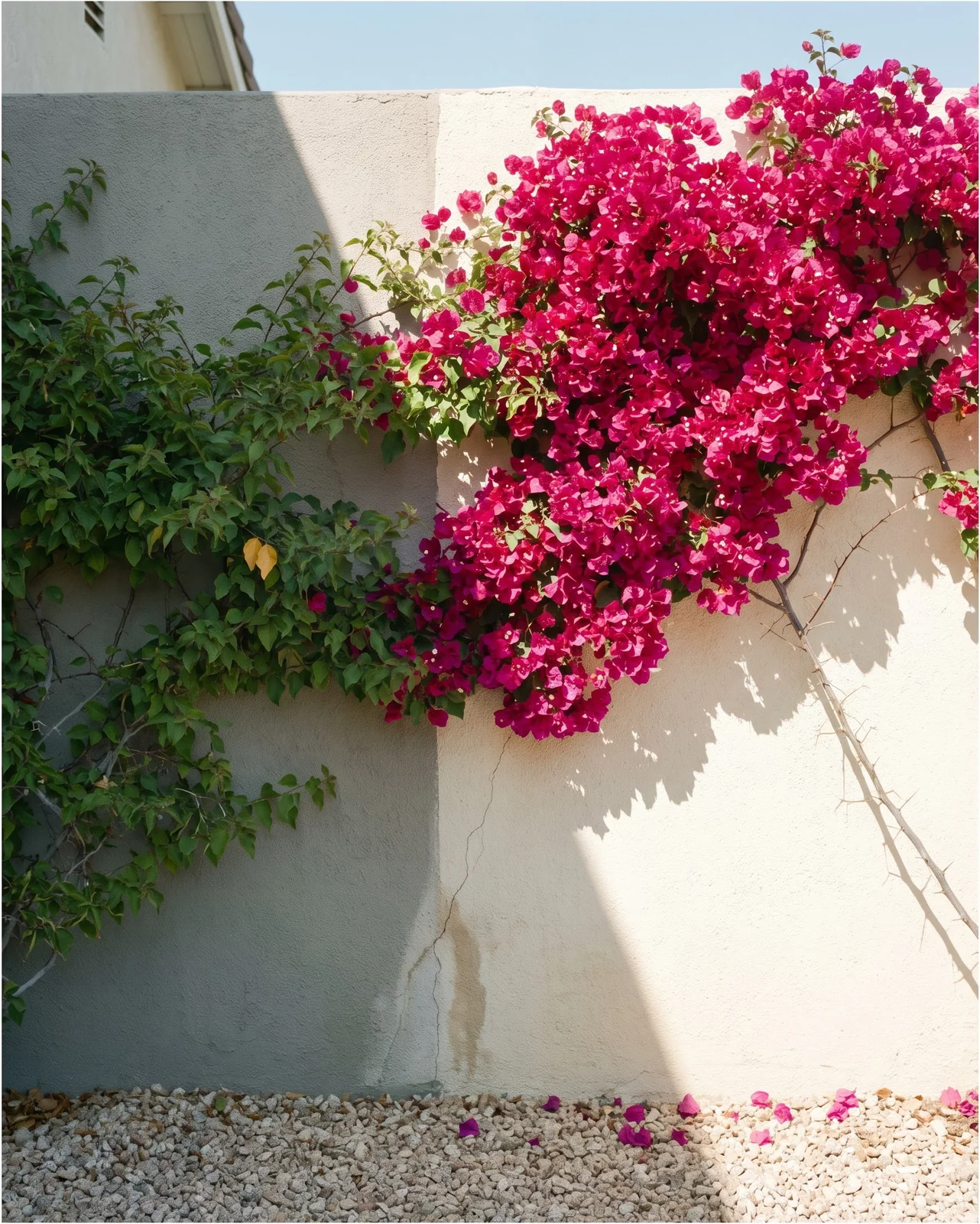 A bougainvillea on a wall half in sun and half in the shadow of a house with bracts only on the sunny half