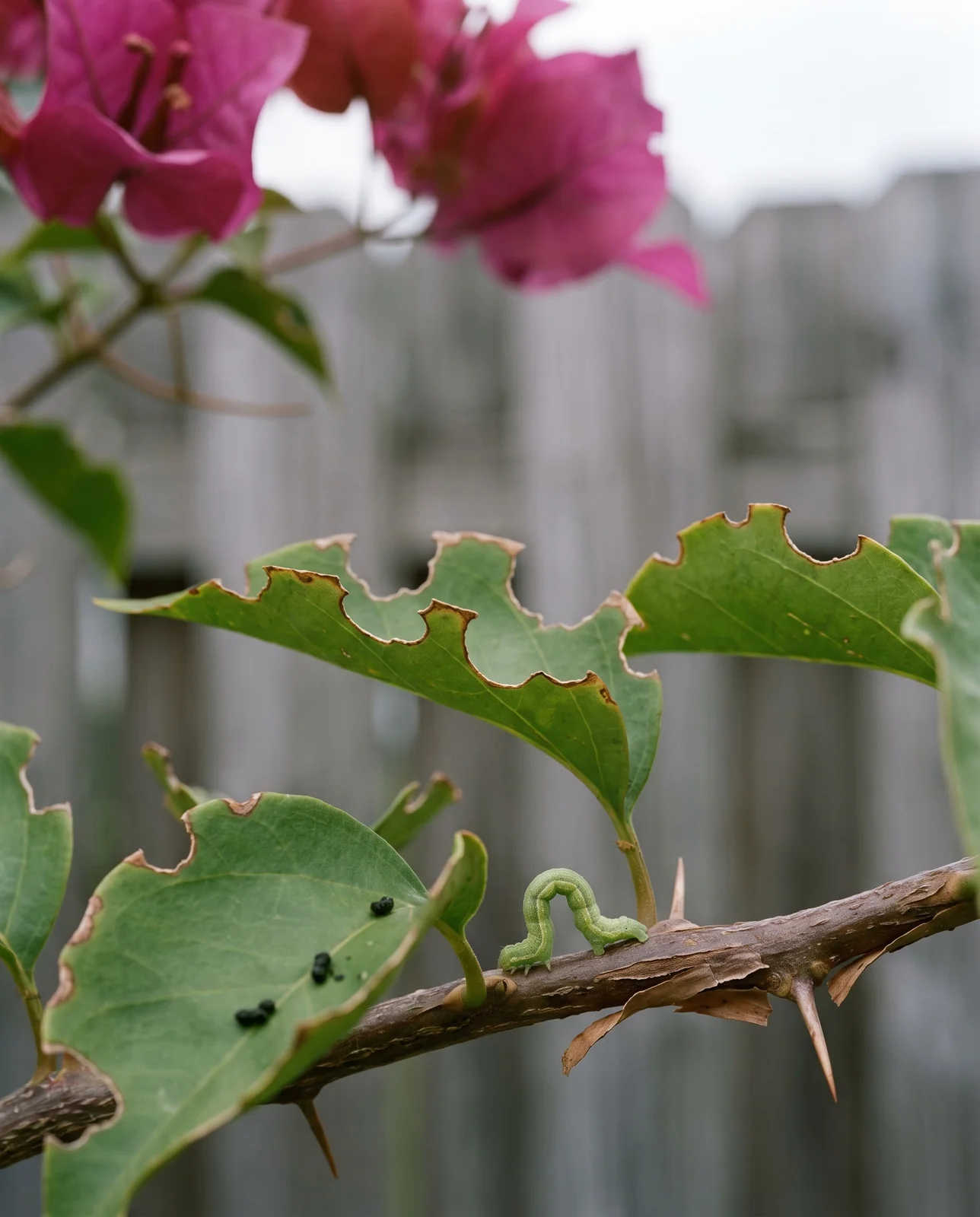 Bougainvillea leaves with scalloped chewed edges from loopers and a small green caterpillar on a stem
