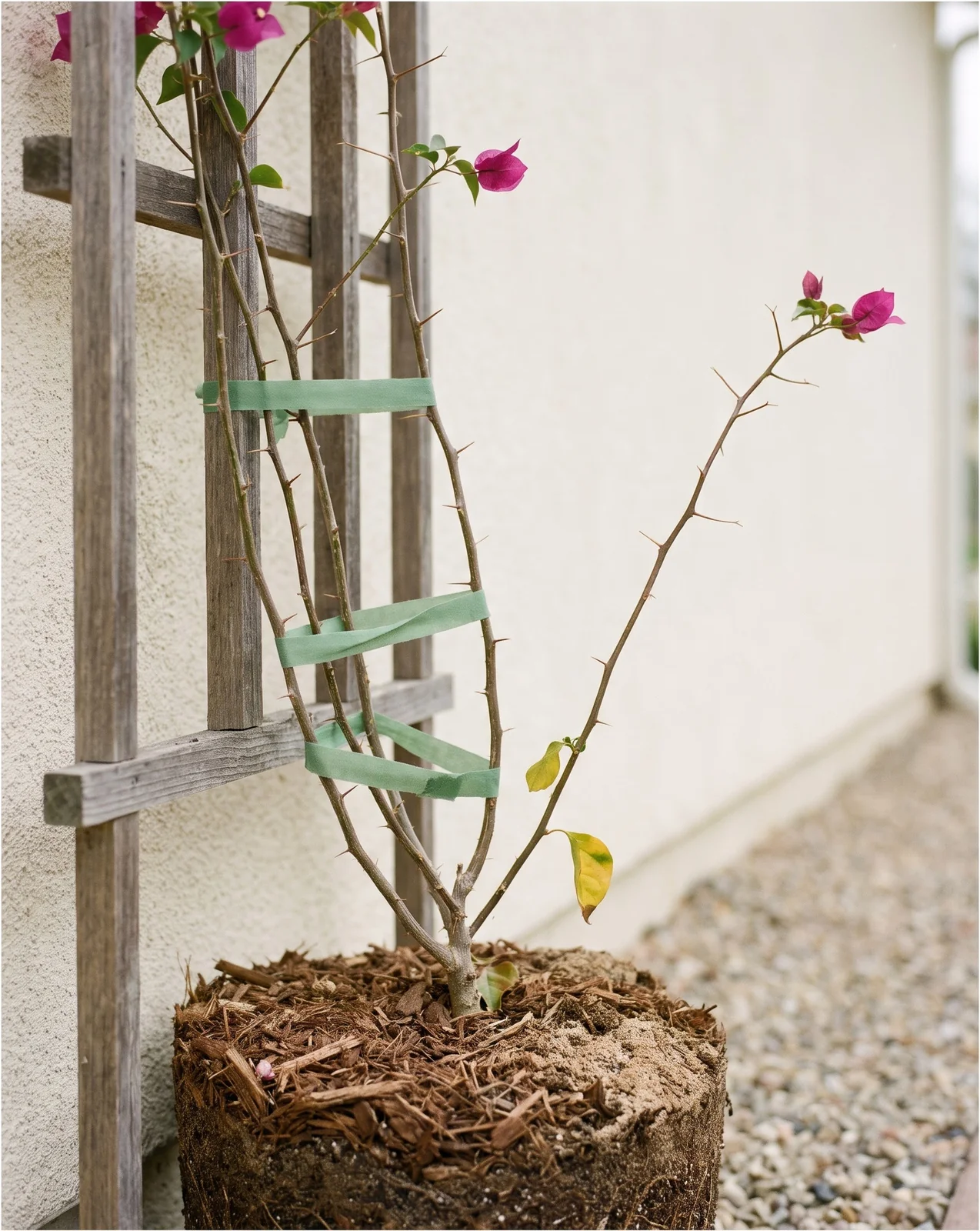 A young bougainvillea just planted at the base of a wooden trellis with its stems tied loosely to the slats