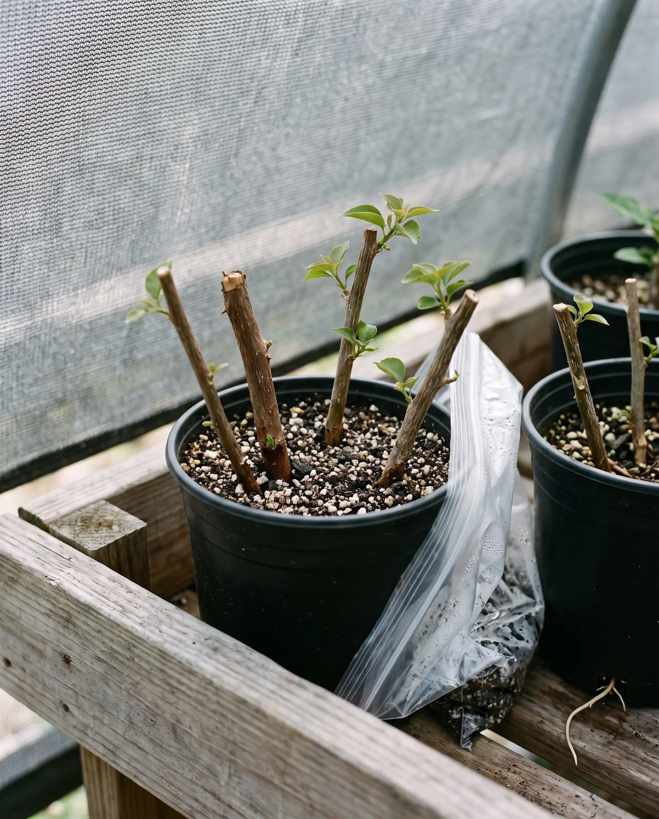 Several bougainvillea stem cuttings rooting in a pot of gritty mix on a shaded bench with new leaves