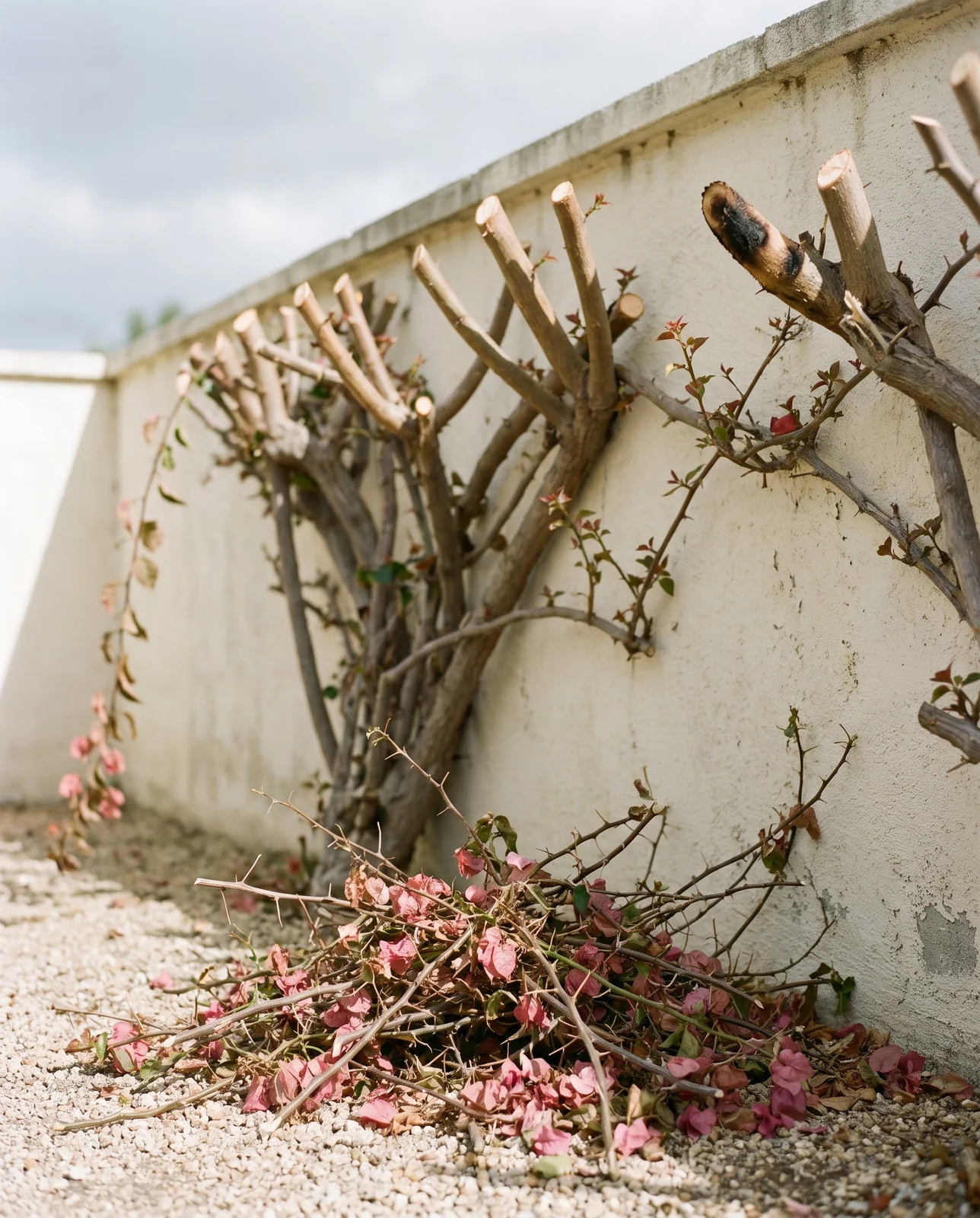 A bougainvillea just pruned after a bloom flush with fresh cut stem ends and clipped shoots on the ground