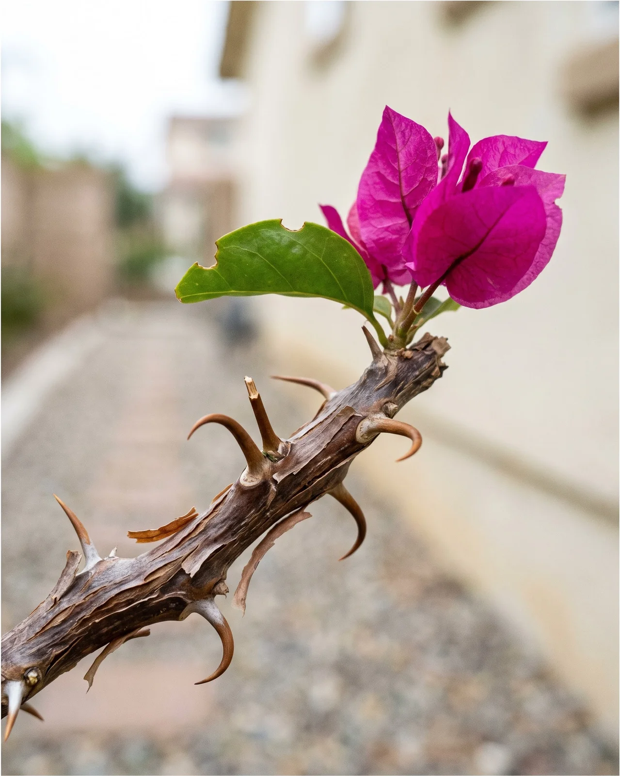 Close view of curved sharp thorns along a woody bougainvillea stem beside a few magenta bracts