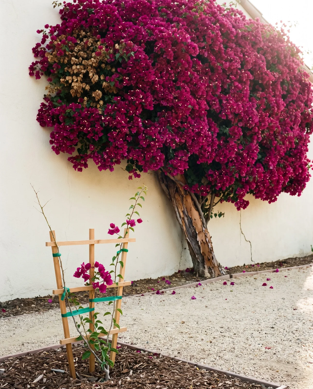 A young bougainvillea in its first year beside a mature one covering a wall in the same garden