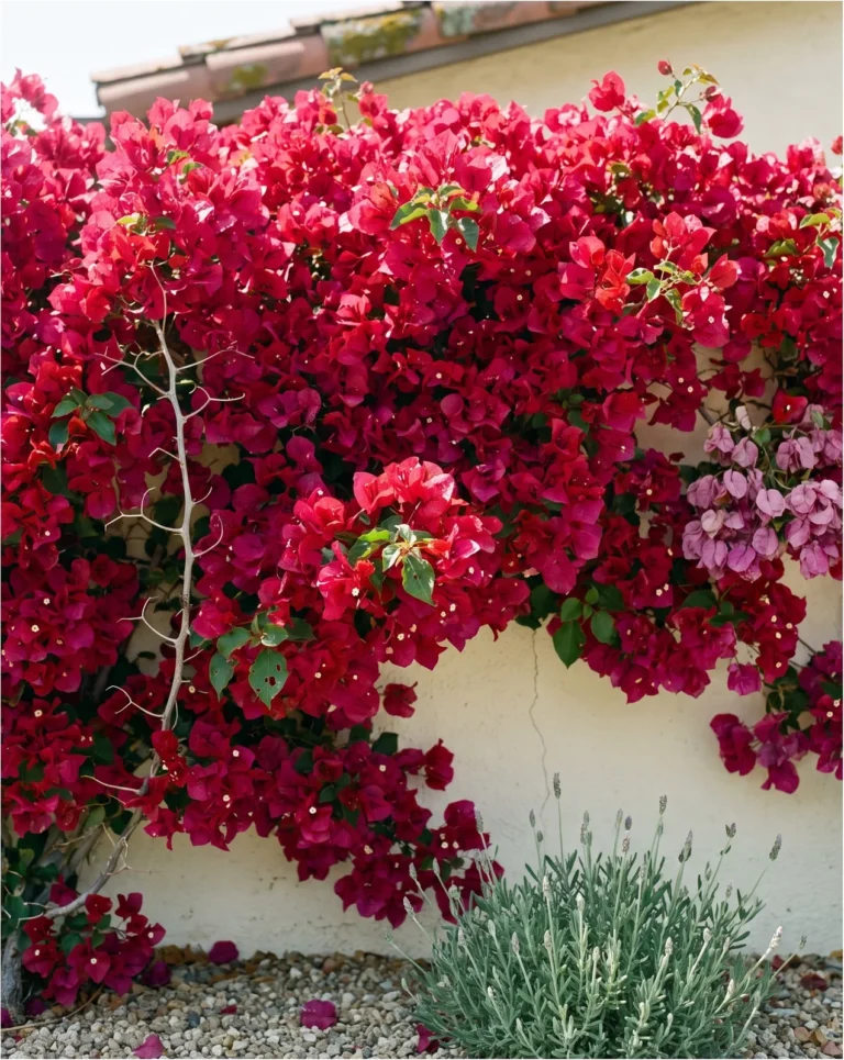 Barbara Karst bougainvillea with deep magenta-red bracts covering a sunny stucco wall