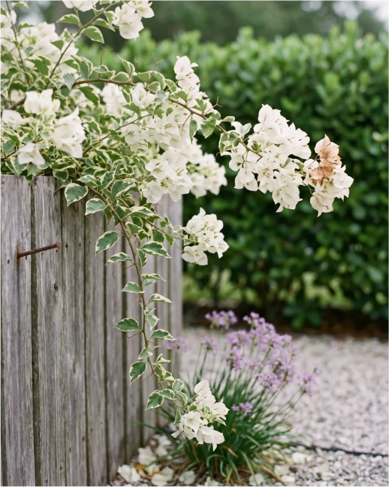 White Stripe bougainvillea with white bracts and cream-margined leaves on a fence