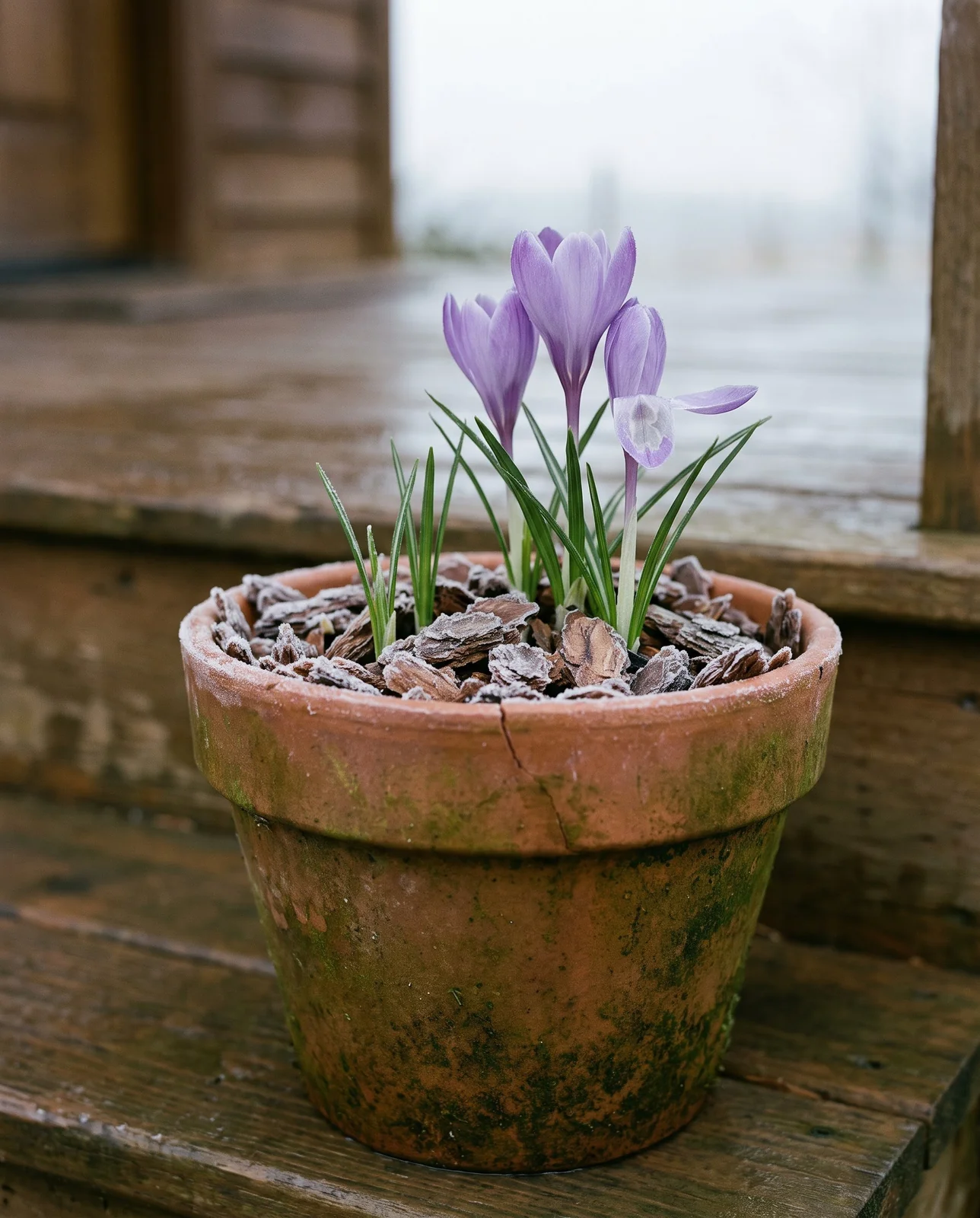 Crocus shoots and purple flowers emerging through mulch in early spring.