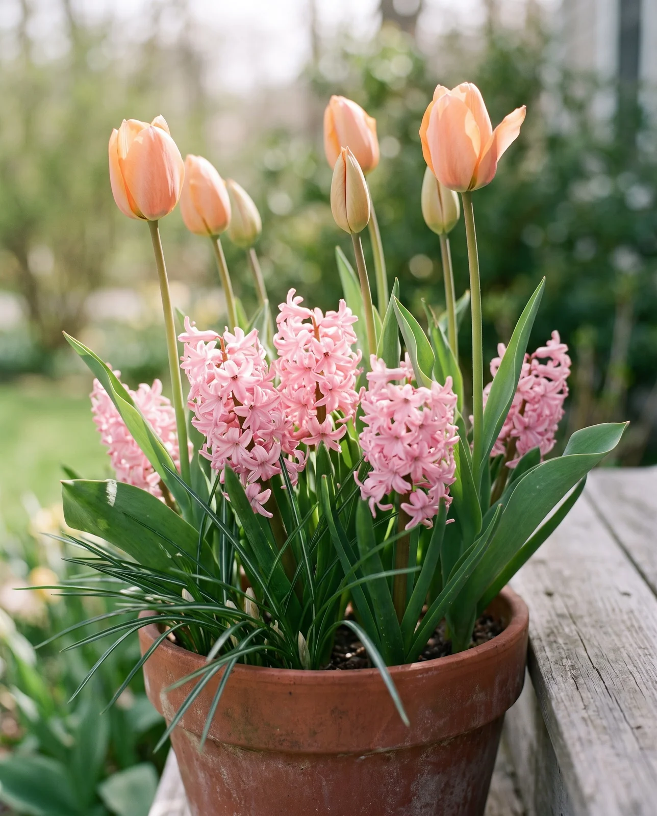 Layered spring container with blooming hyacinths, emerging tulips, and crocus foliage.