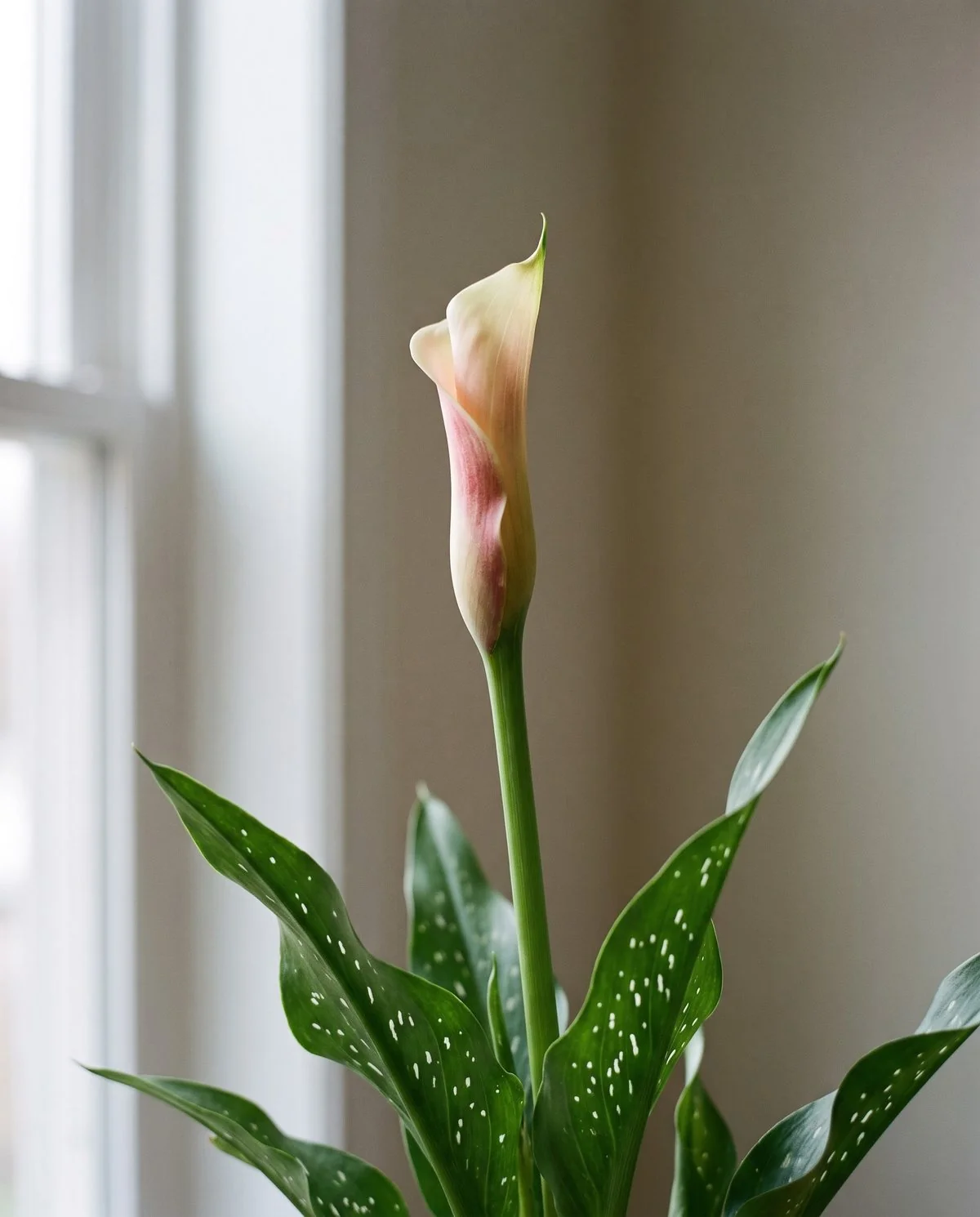 A calla flower stem rising above the leaves with a furled spathe that has begun to take colour