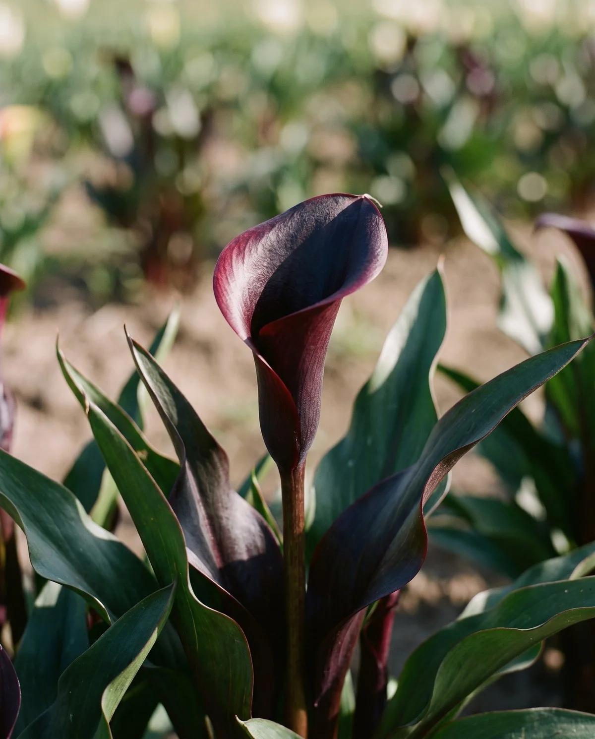 A near-black calla flower on a short stem, its spathe so dark it reads almost without colour