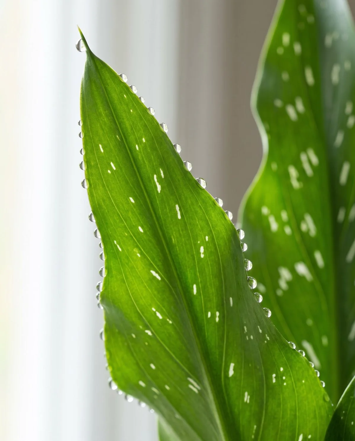 Clear water droplets beading evenly along the tip and margins of a healthy green calla leaf