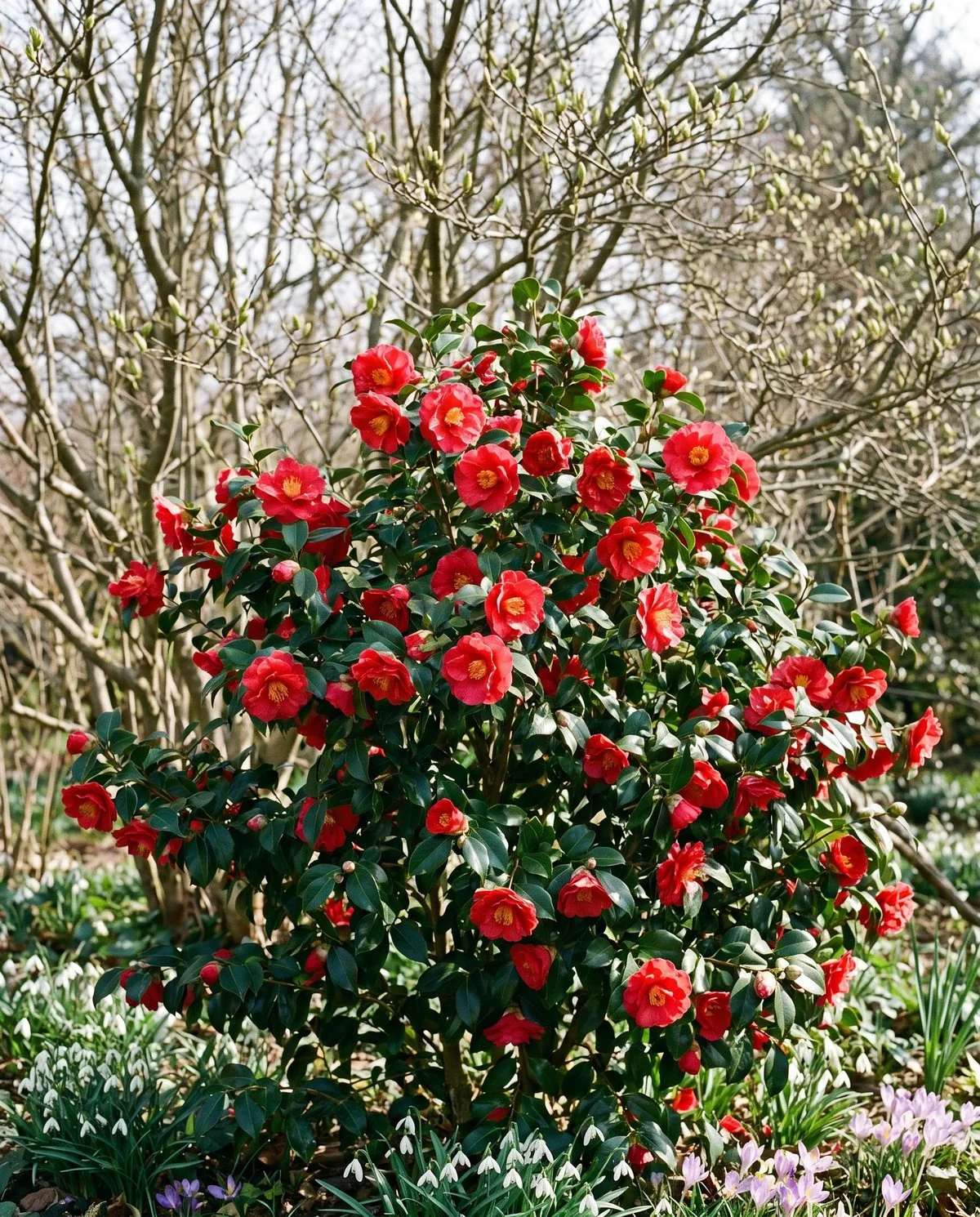 A cold-hardy japonica-type camellia blooming in early spring with red semi-double flowers among bare spring branches
