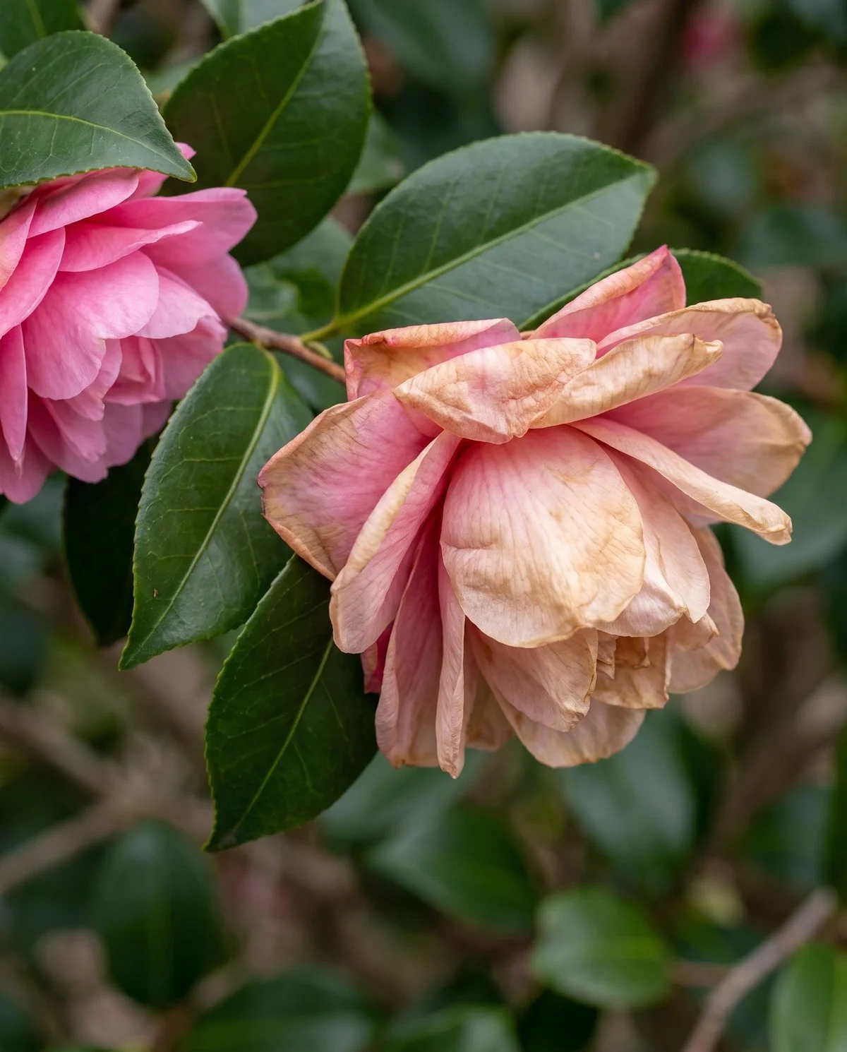 A spent camellia bloom fading evenly all over, its petals softening to pale brown without spots or veining