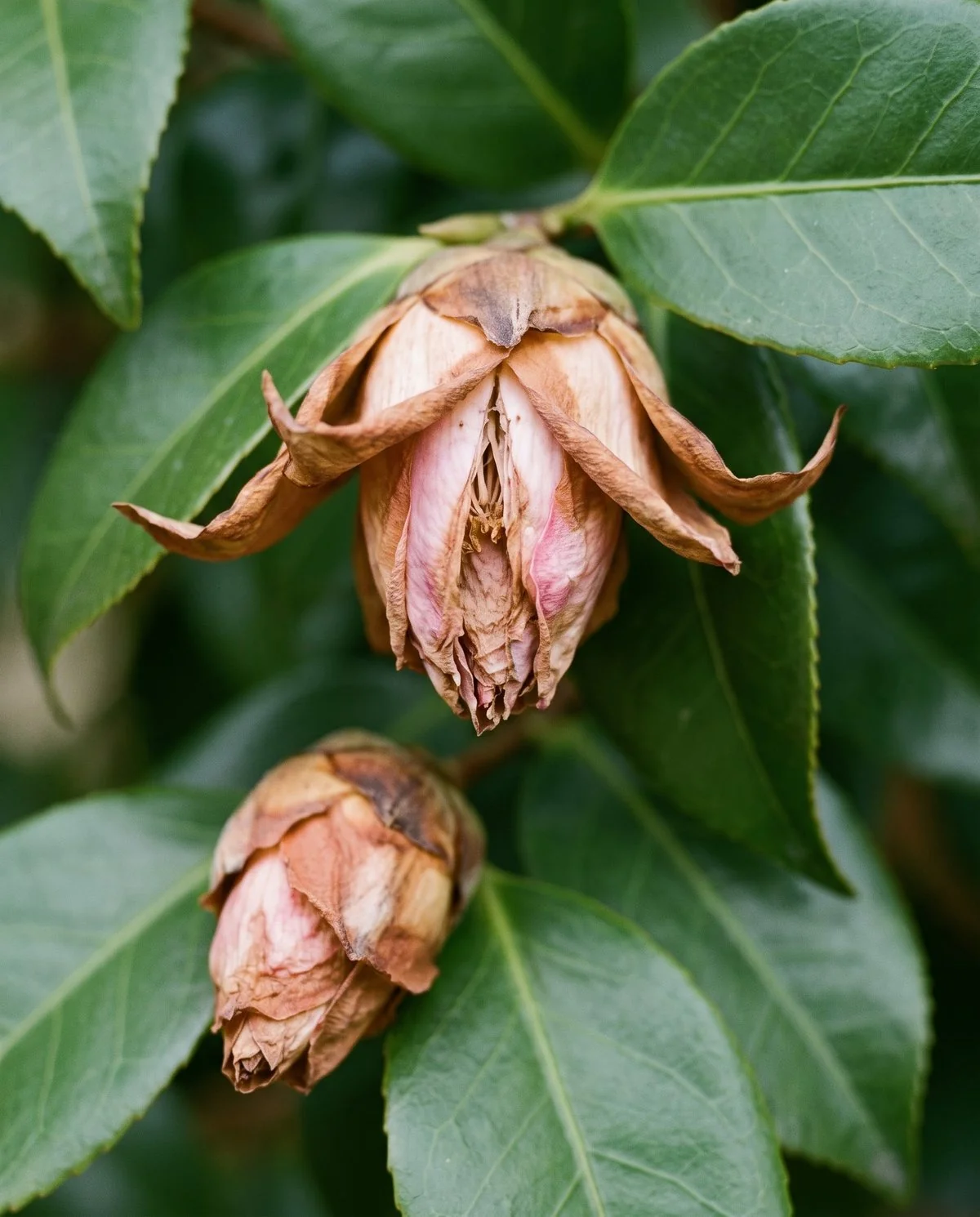 A camellia flower bud that has softened and dried at the sepal edges and split open at the tip without flowering