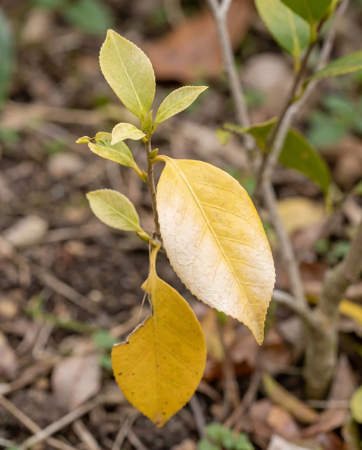 Older lower camellia leaves yellowed uniformly including their veins, with pale stunted growth above