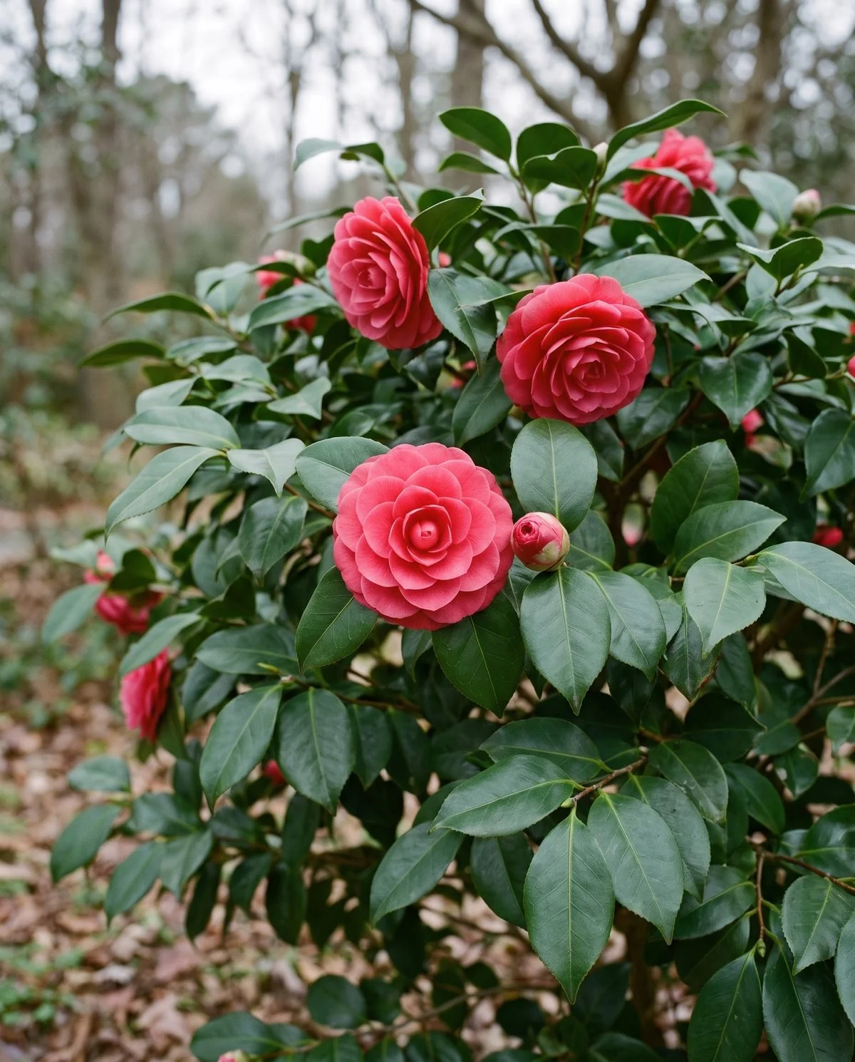 A Camellia japonica in winter bloom, large formal double flowers in deep rose against broad glossy leaves