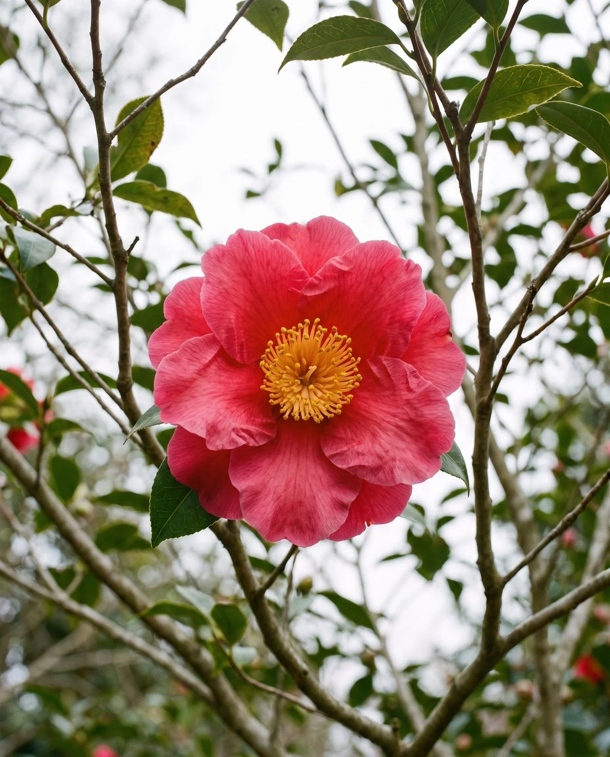 A very large loose-petalled camellia reticulata flower on an open tree-like branch framework