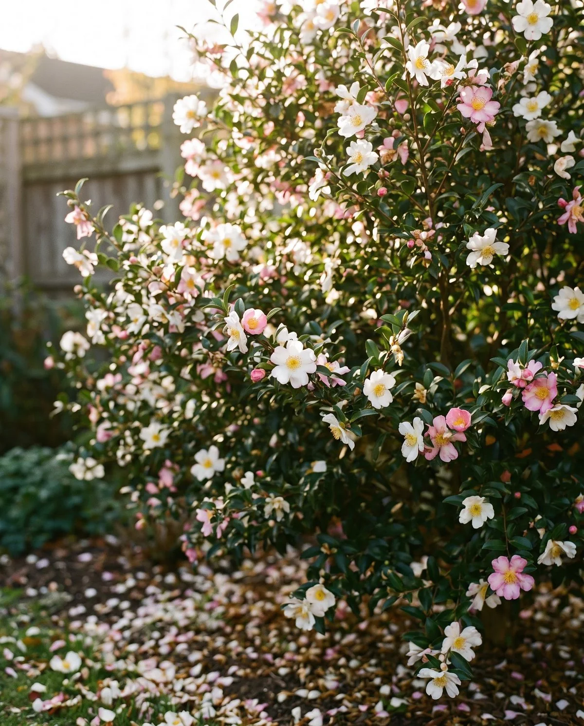 A sasanqua camellia flowering in autumn sun, many small single white blooms with yellow stamens on an open shrub