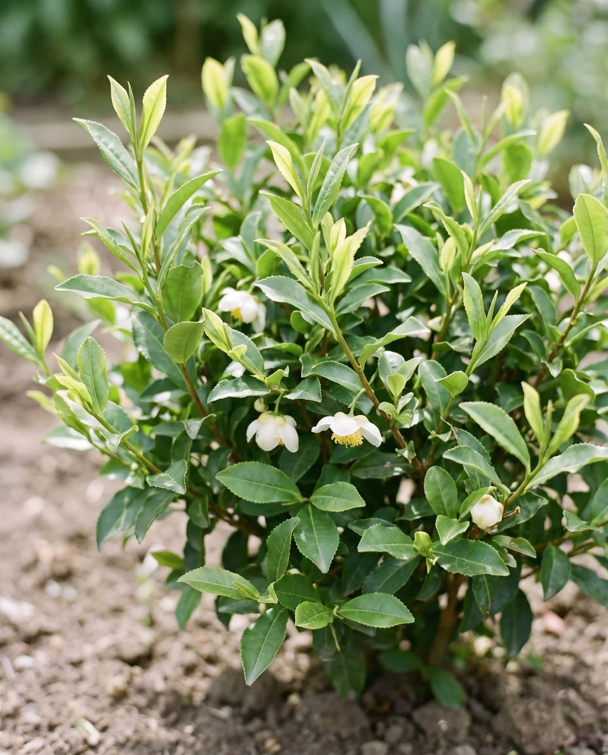 A tea plant in full sun with bright new leaf shoots and small nodding white flowers