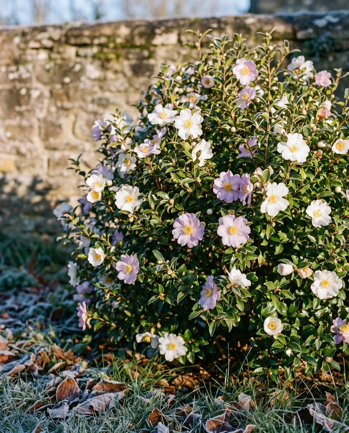 A cold-hardy fall-blooming camellia flowering beside frosted ground, single white blooms on a compact shrub