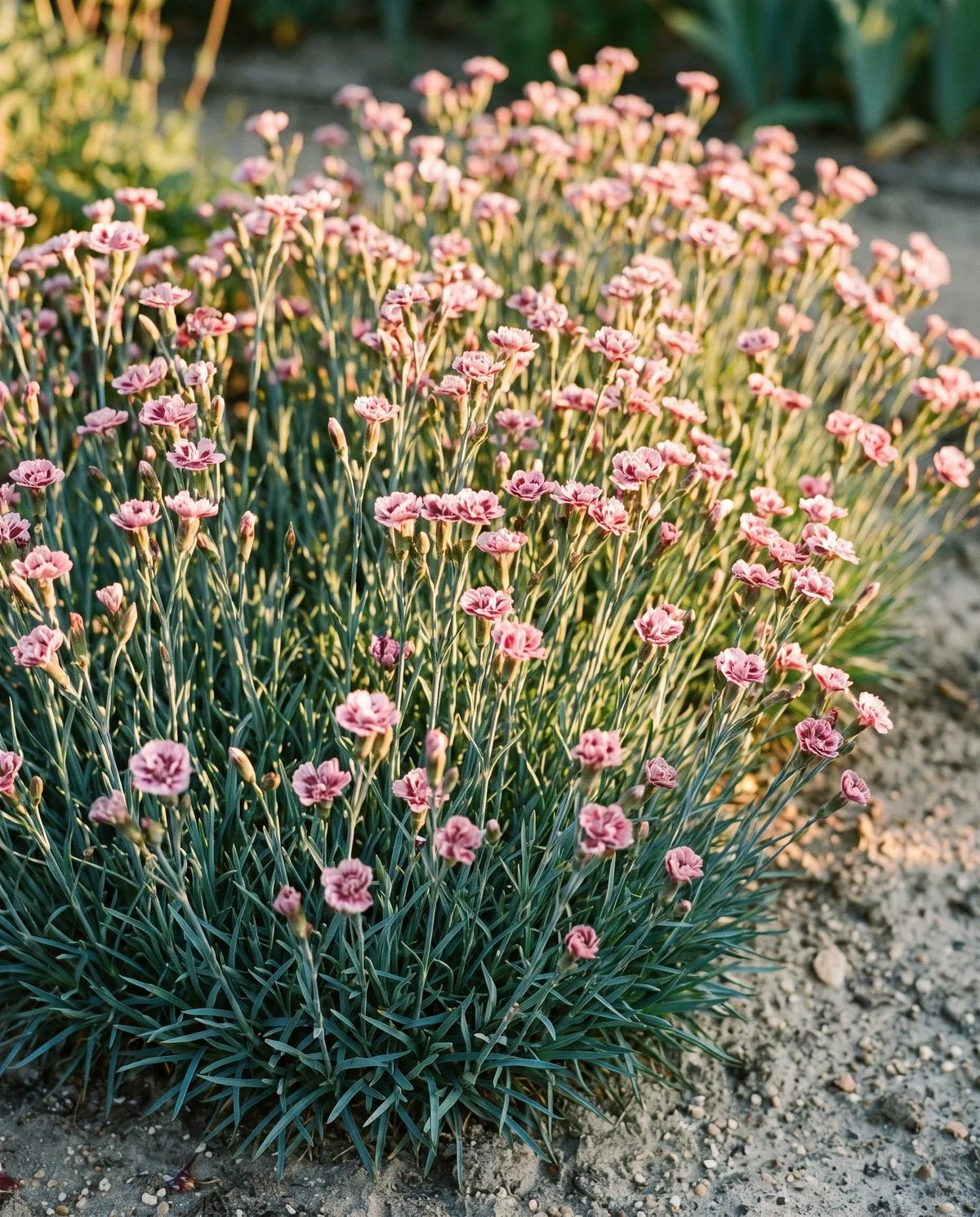A clump of border carnations in a garden bed, smaller blooms under two inches across above a low tuft of grey-green foliage