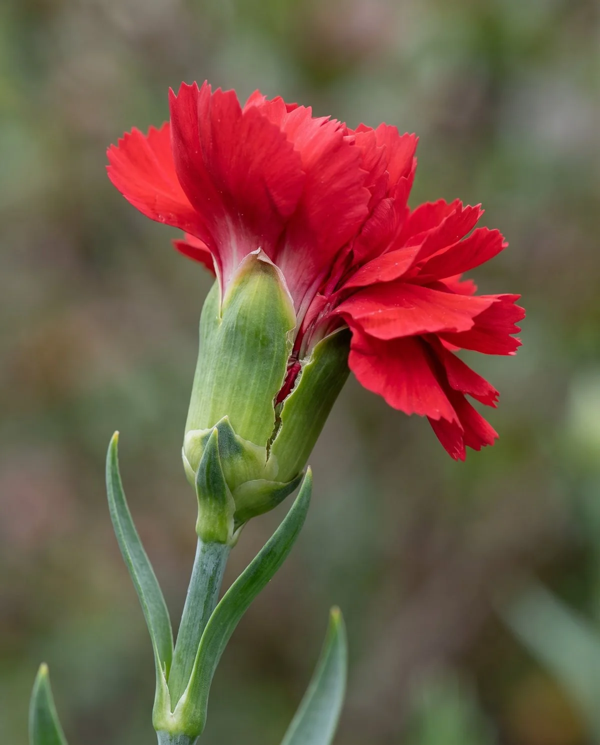 A carnation bloom opening lopsided because the green calyx tube beneath it has cracked down one side