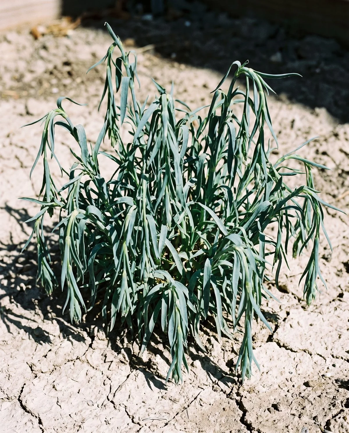 A carnation plant wilting evenly all over in dry cracked soil, every stem drooping at the same rate