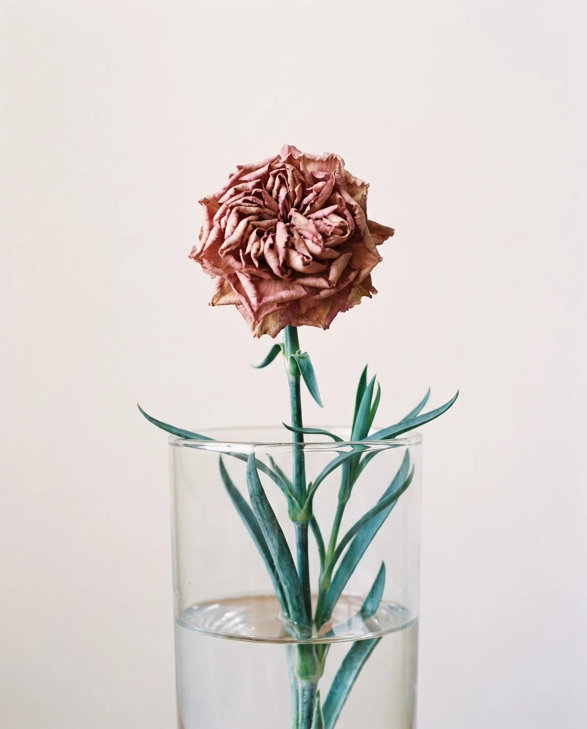 A cut carnation whose petals have curled tightly inward and collapsed while its stem and leaves still look fresh