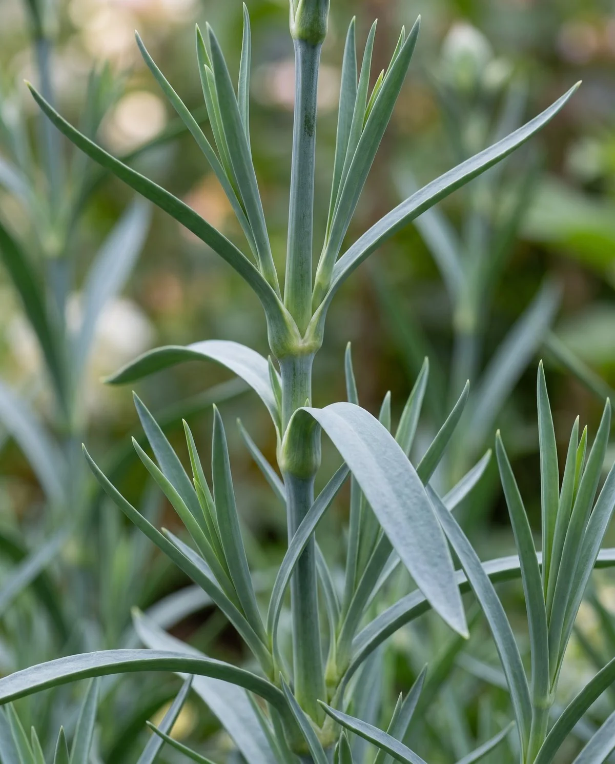 Close view of healthy carnation foliage, even blue-green leaves in opposite pairs with clean undersides