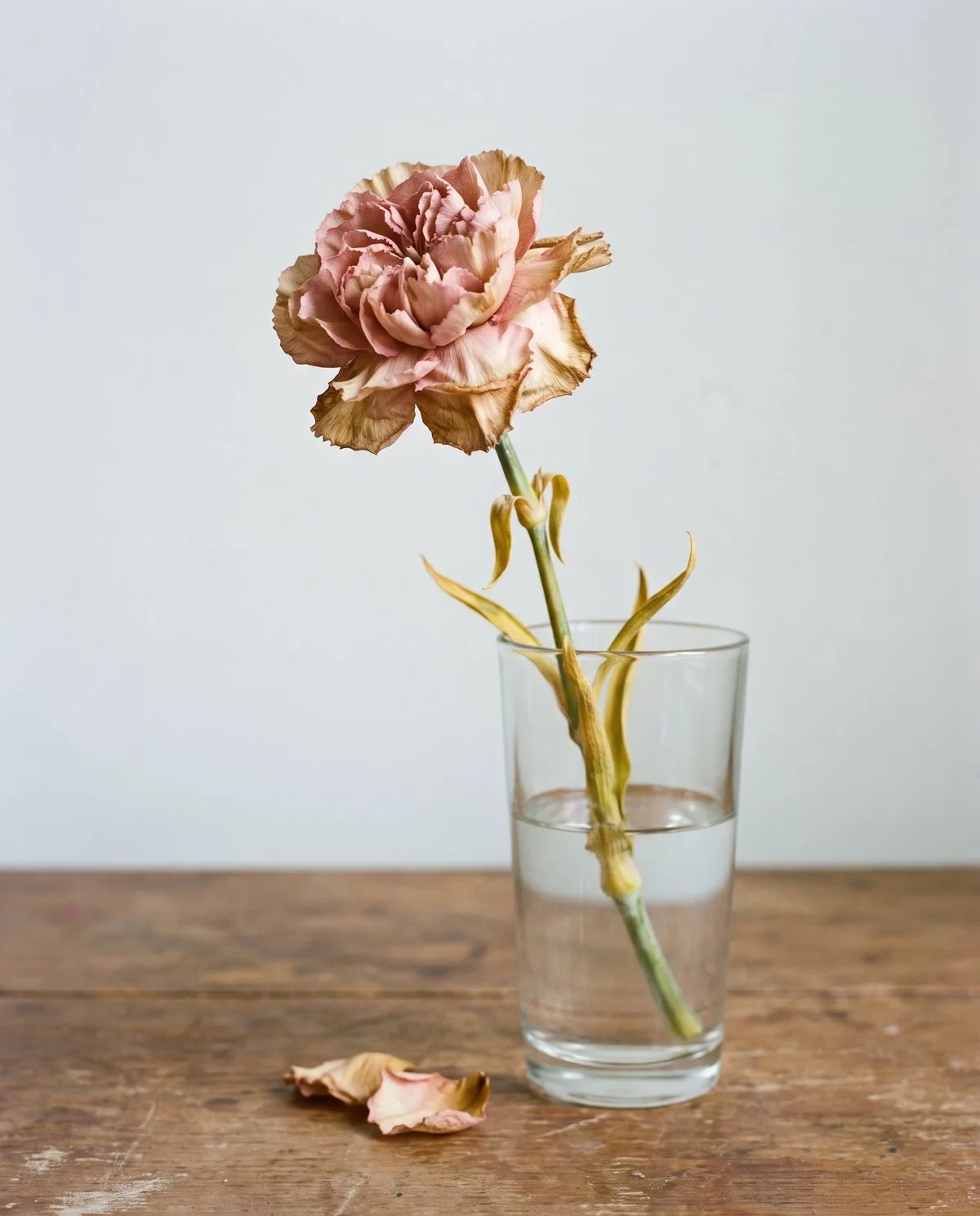 A cut carnation fading evenly at the end of its vase life, flower and foliage both softening together
