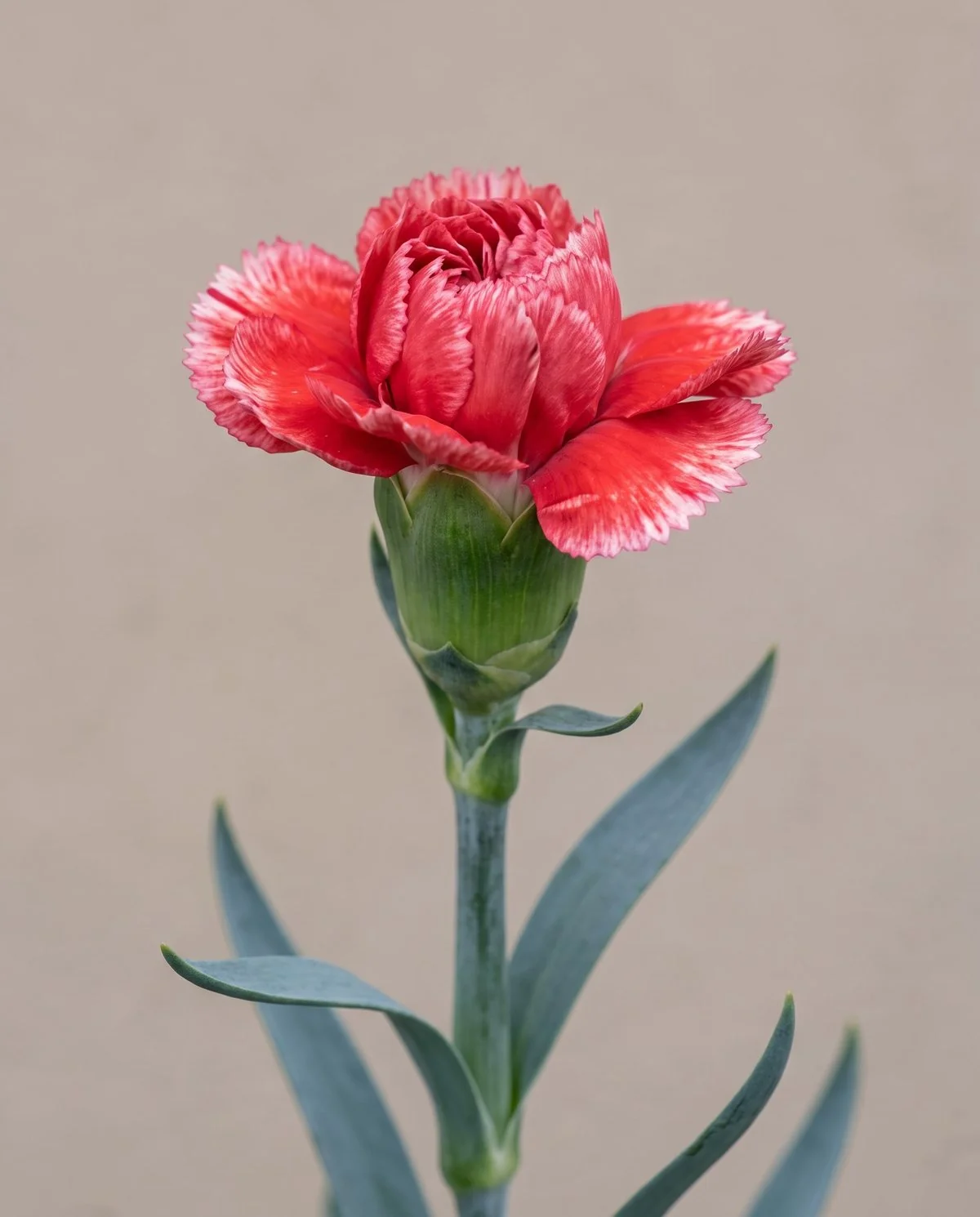 A carnation bud at the paint brush stage, the outer petals just past vertical and standing perpendicular to the stem