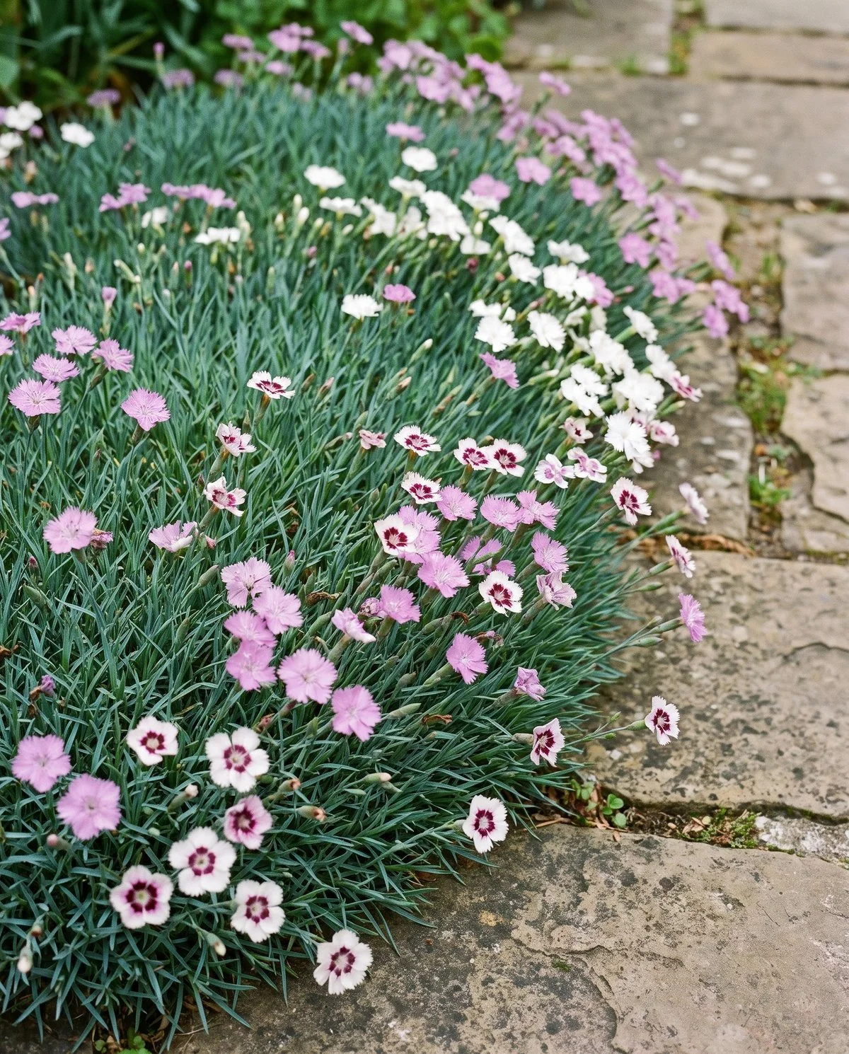 Low mat-forming garden pinks edging a path, small fringed flowers held just above grassy blue-green foliage
