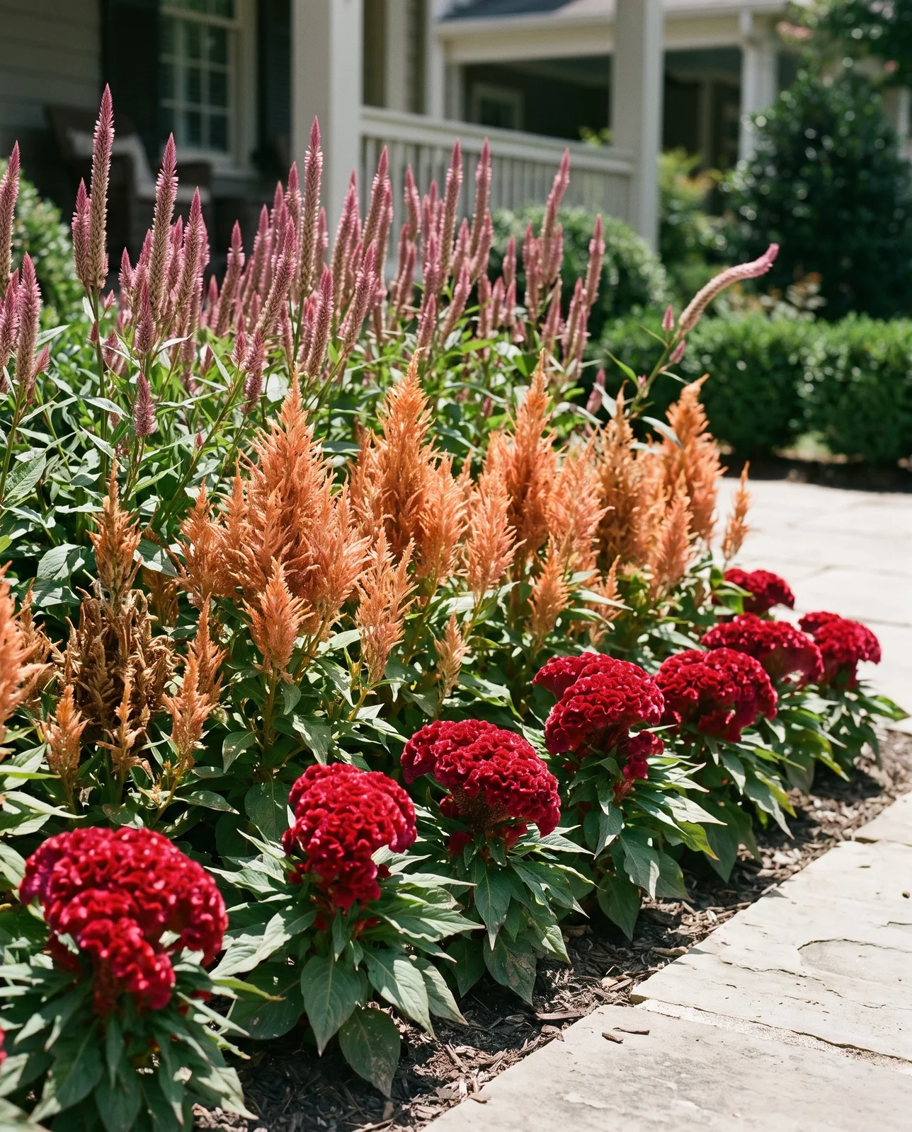 Layered garden border with dwarf and tall celosia varieties