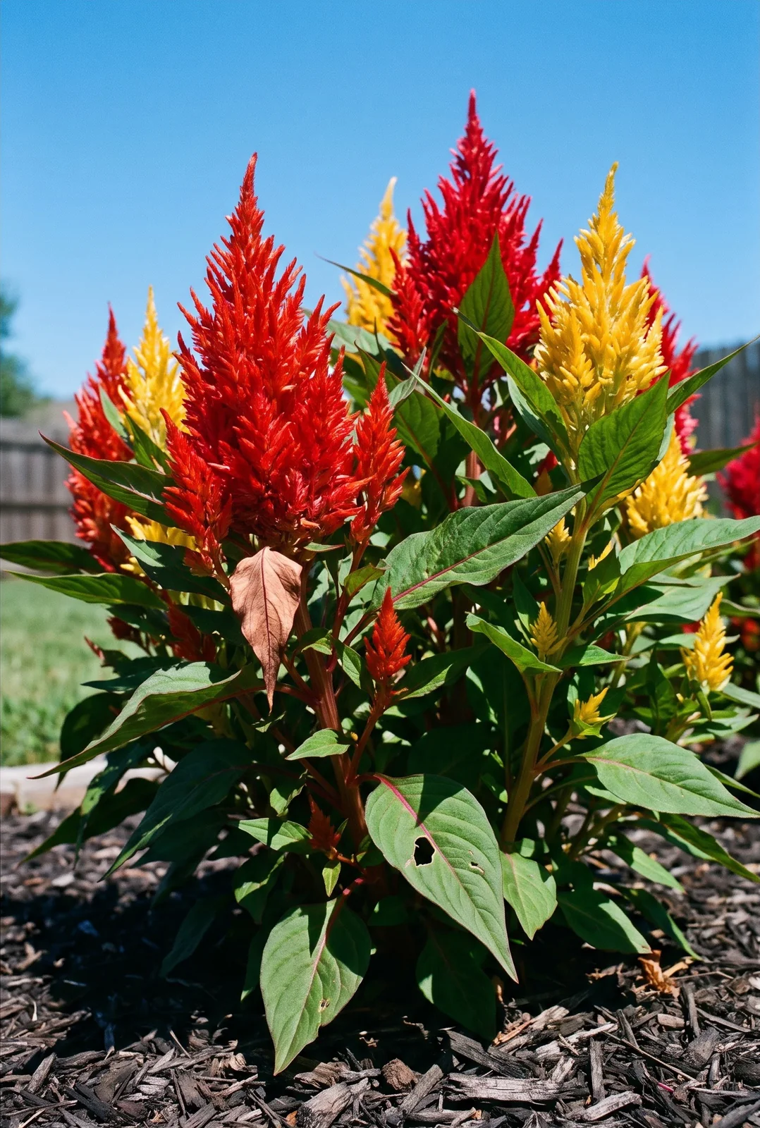 Full sun garden bed of upright flowering plumosa celosia
