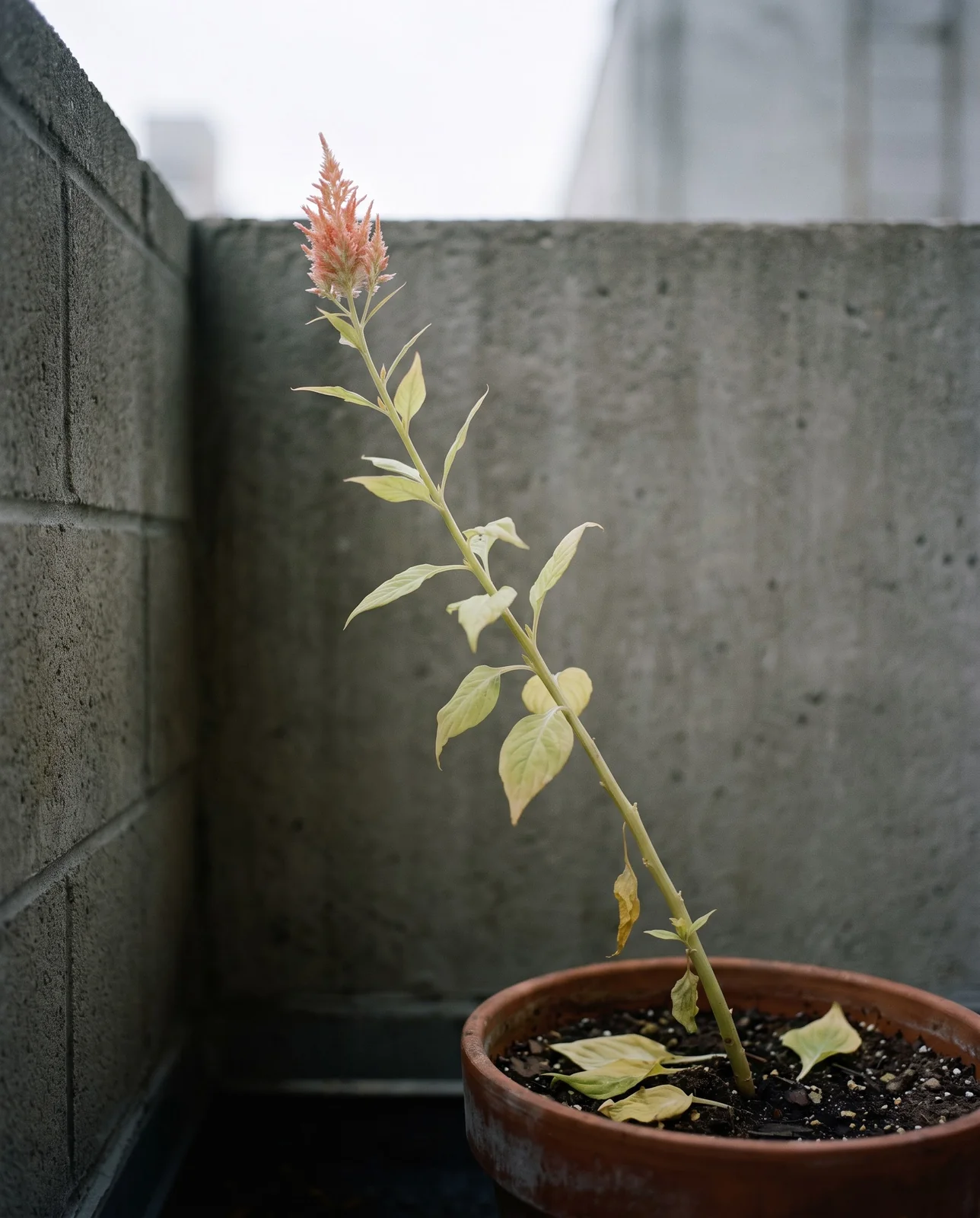 Etiolated container celosia plant stretching in dense shade
