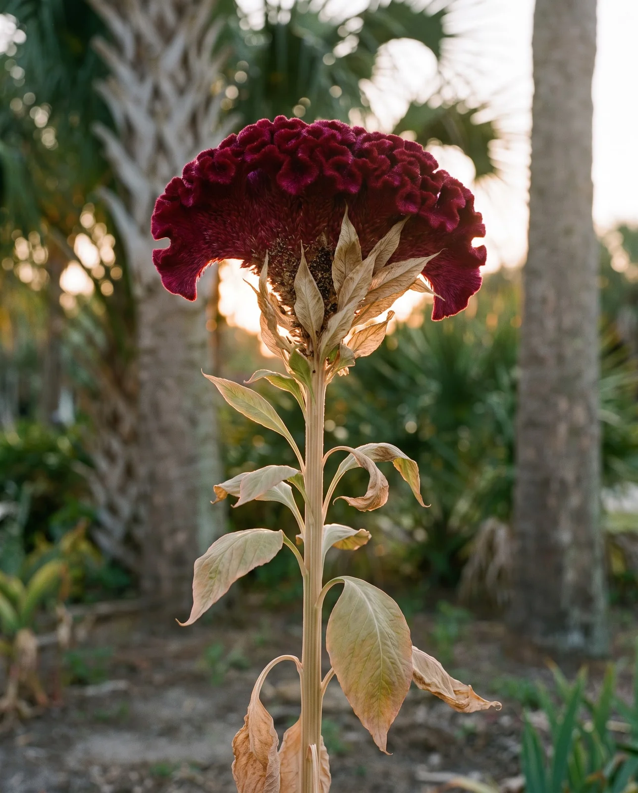 Mature celosia with woody stem base in a coastal garden