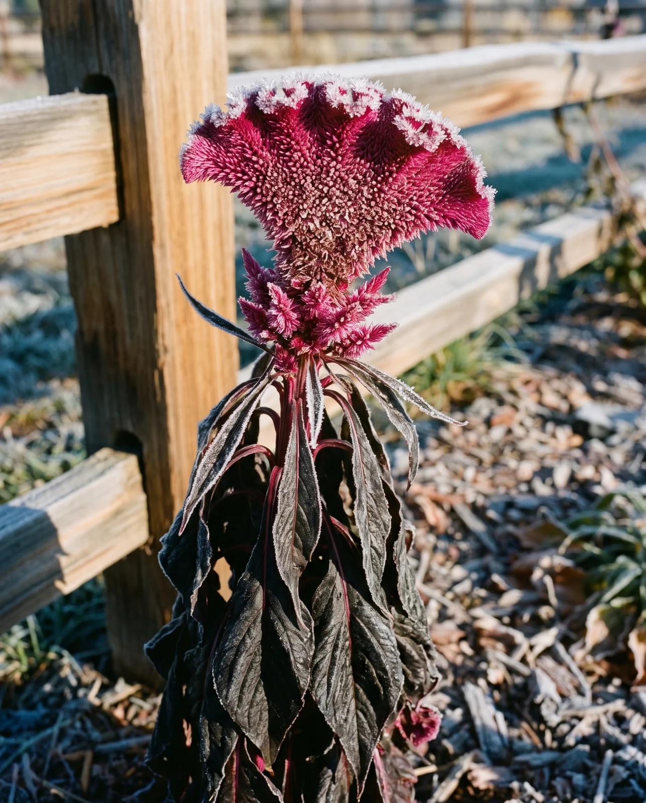 Frost-damaged foliage beneath a still-intact crested celosia bloom