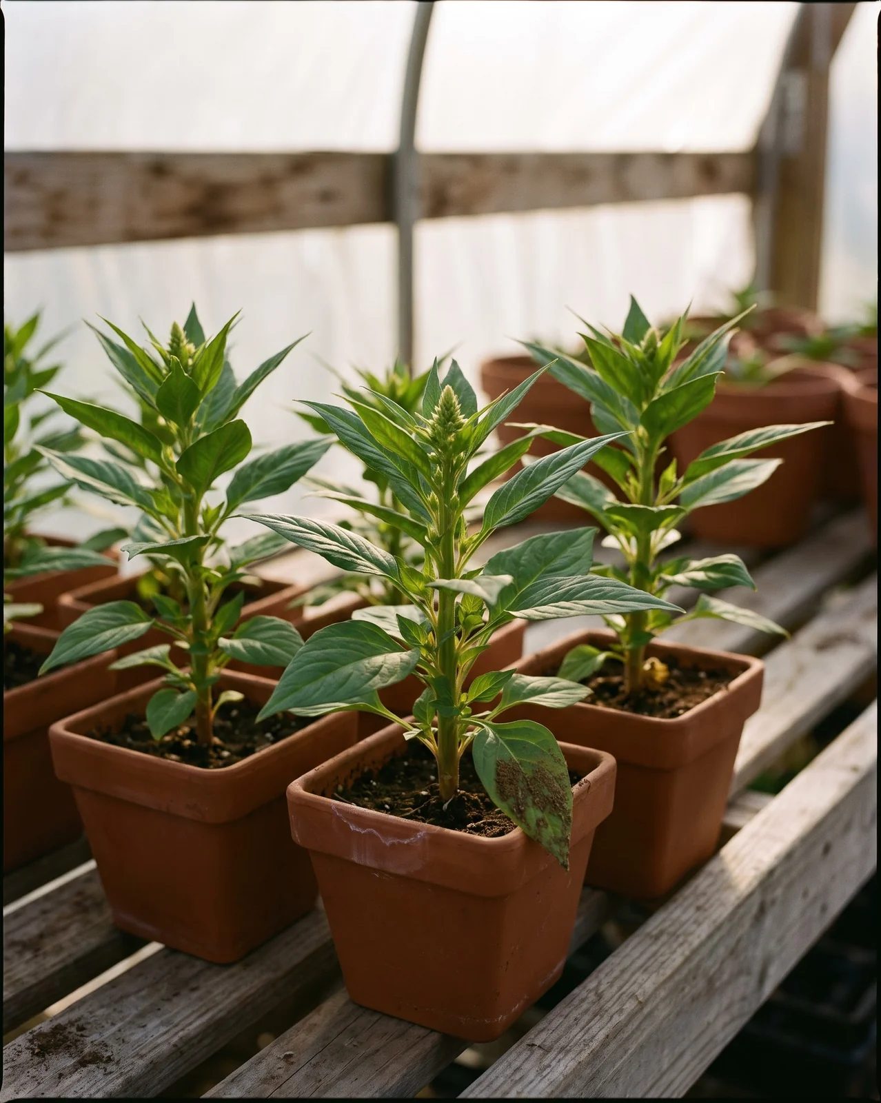 Young celosia plants in pots hardening off in a greenhouse